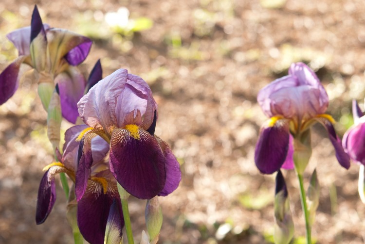 Wallpapers Nature Flowers jolies fleurs violettes