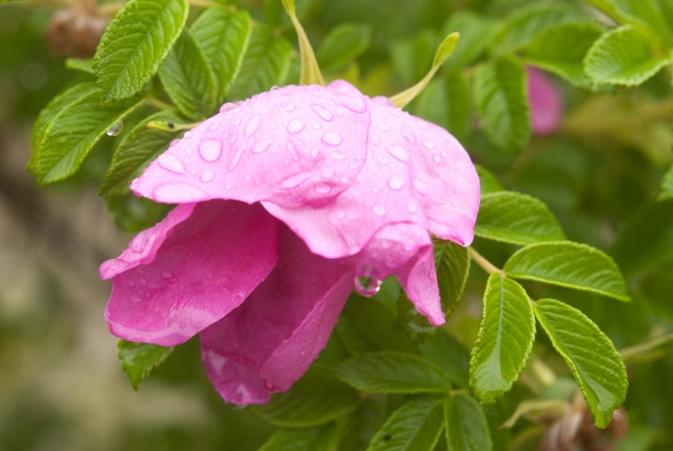 Wallpapers Nature Flowers fleur couverte de pluie