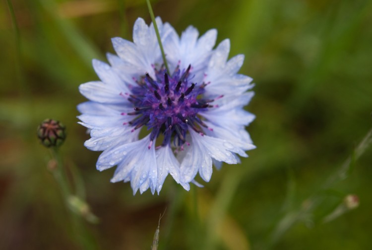 Wallpapers Nature Flowers fleur bleu et blanche