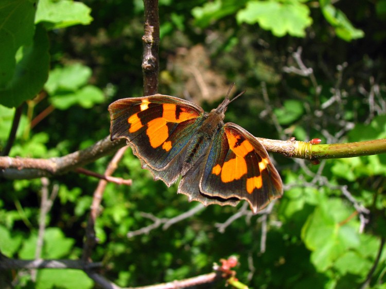 Fonds d'cran Animaux Insectes - Papillons papillon