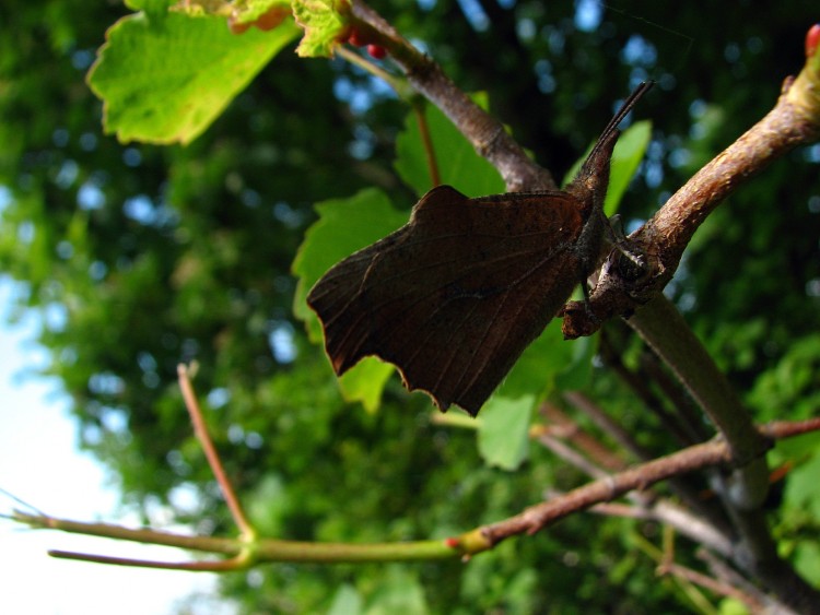 Wallpapers Animals Insects - Butterflies papillon