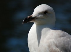 Fonds d'cran Animaux Image sans titre N234470