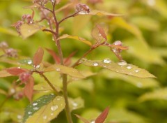 Fonds d'cran Nature feuilles couvertes de gouttes d'eau