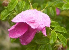 Wallpapers Nature fleur couverte de pluie