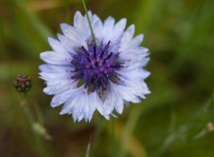 Wallpapers Nature fleur bleu et blanche