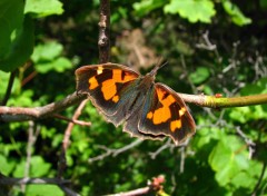 Fonds d'cran Animaux papillon