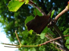 Fonds d'cran Animaux papillon