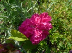 Fonds d'cran Nature une si belle fleur ensoleille