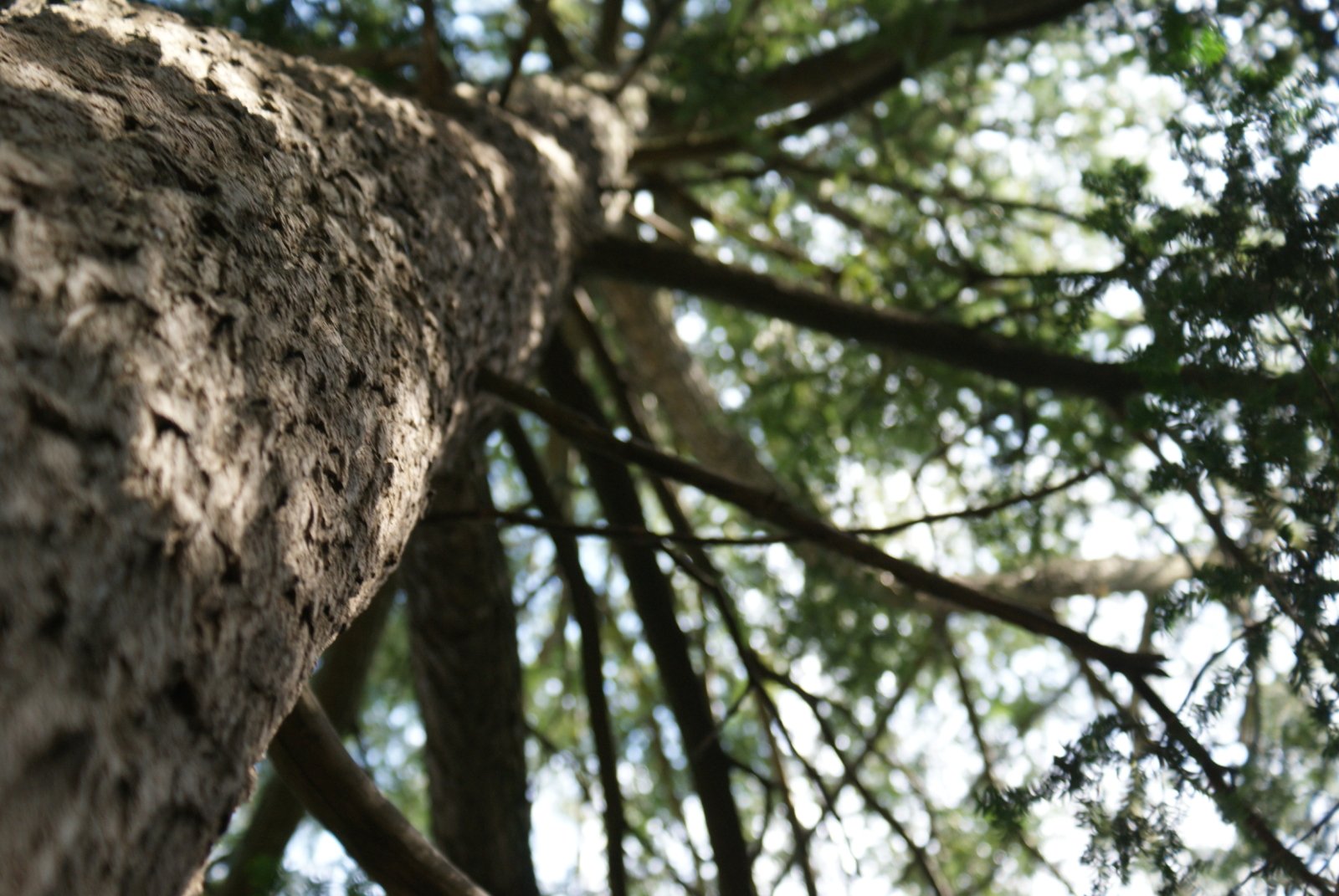 Fonds d'cran Nature Arbres - Forts Fouille D'Arbre