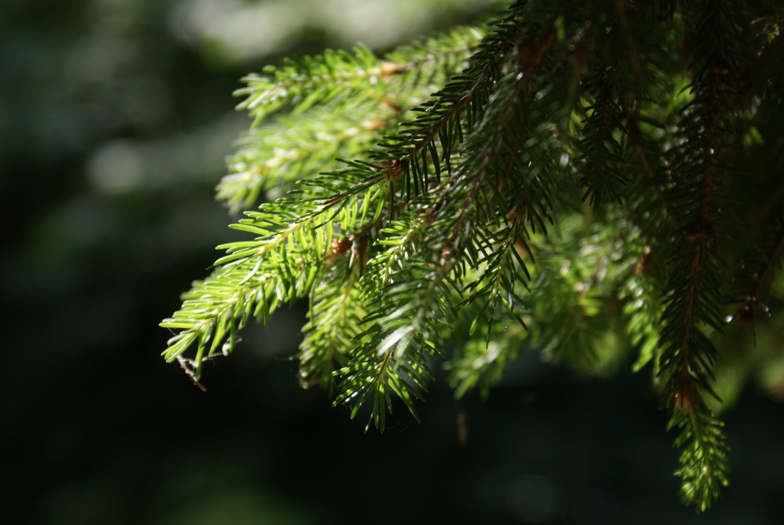 Wallpapers Nature Trees - Forests Arbre Sombre