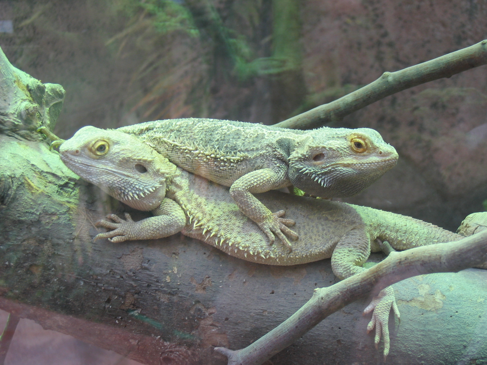 Wallpapers Animals Iguanas Zoo de Beauval 31 mai 2009 (A travers la vitre pas vident....)