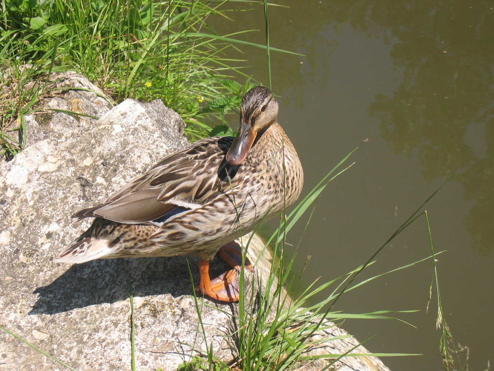 Wallpapers Animals Birds - Ducks Canard femelle pas farouche, son nid  tait  mes pieds avec un  oeuf  !  