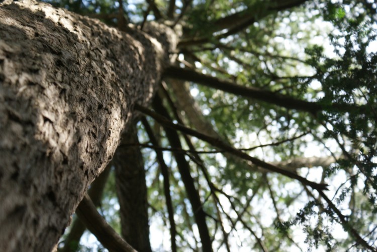 Fonds d'cran Nature Arbres - Forts Fouille D'Arbre