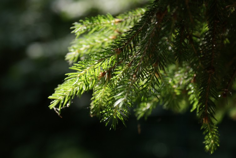 Fonds d'cran Nature Arbres - Forts Arbre Sombre