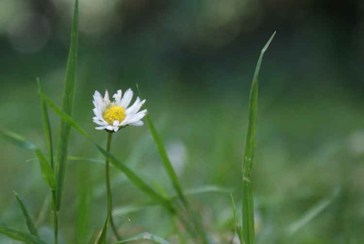 Fonds d'cran Nature Fleurs Fleurette