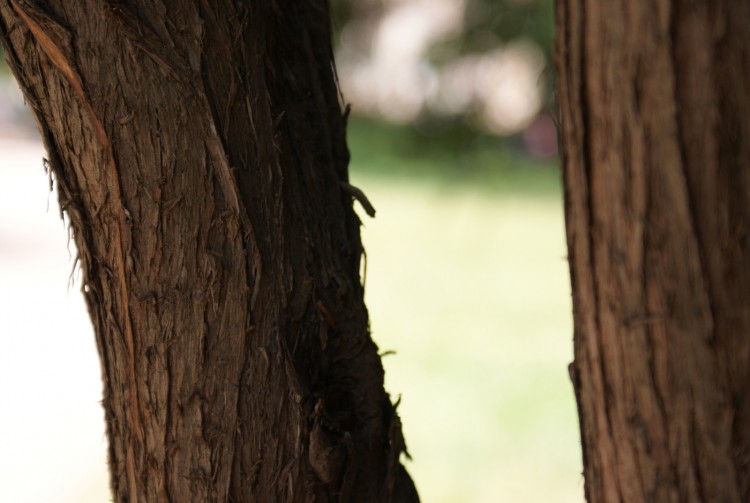 Fonds d'cran Nature Arbres - Forts Tronc D'Arbre 2