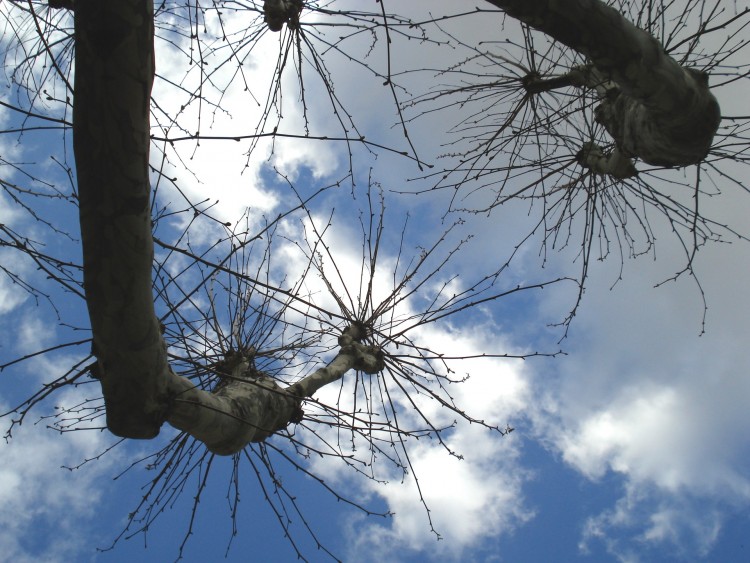 Wallpapers Nature Skies - Clouds Platanes dans Lyon