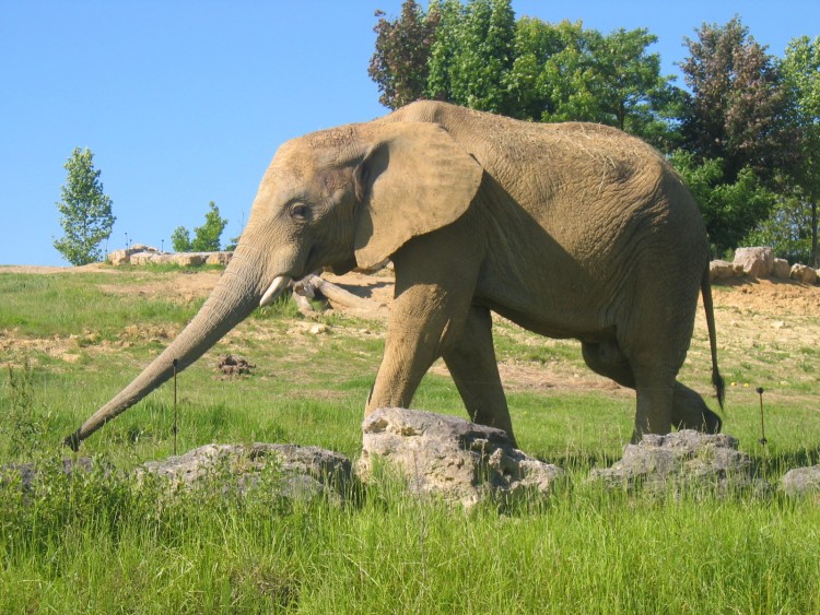 Wallpapers Animals Elephants Zoo de Beauval 31 mai 2009