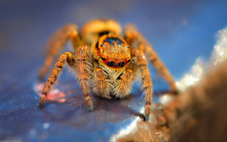 Wallpapers Animals Spiders Velue en promenade