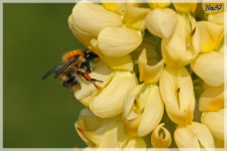 Fonds d'cran Animaux Insectes - Abeilles Gupes ... Abeille qui butine sur un lupin jaune