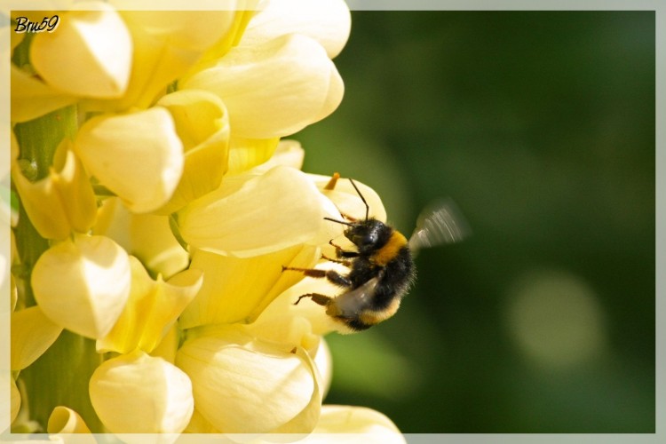 Wallpapers Animals Insects - Bees, Wasps Abeille volant sur un lupin jaune