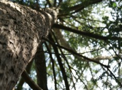 Wallpapers Nature Fouille D'Arbre