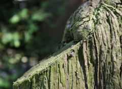 Fonds d'cran Nature Tronc D'Arbre