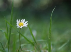 Fonds d'cran Nature Fleurette