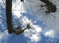 Fonds d'cran Nature Platanes dans Lyon