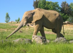 Fonds d'cran Animaux Zoo de Beauval 31 mai 2009