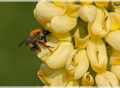 Fonds d'cran Animaux Abeille qui butine sur un lupin jaune