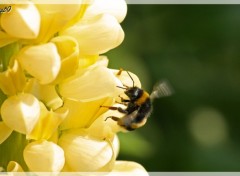 Fonds d'cran Animaux Abeille volant sur un lupin jaune