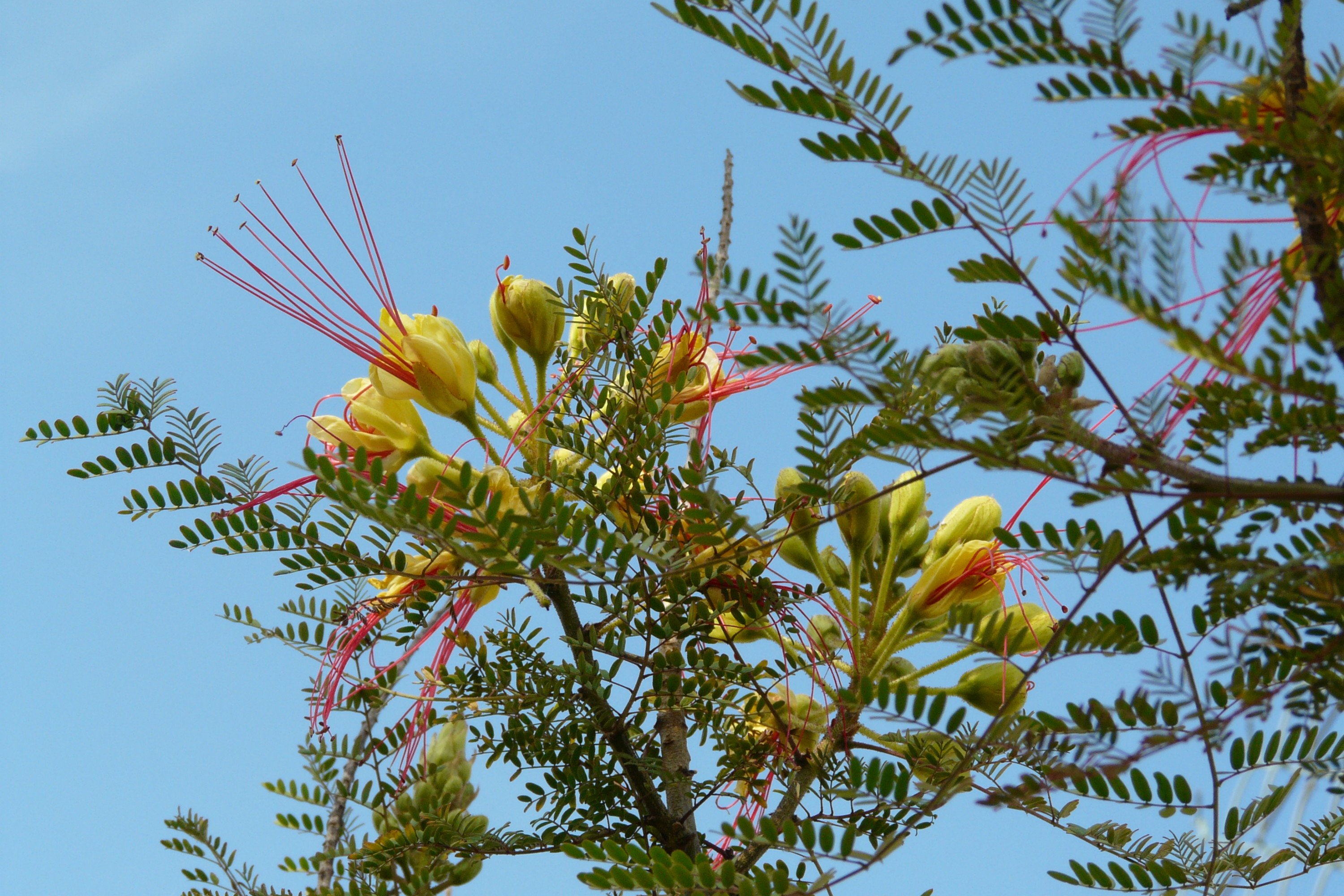 Fonds d'cran Nature Fleurs Fleurs de poinciana