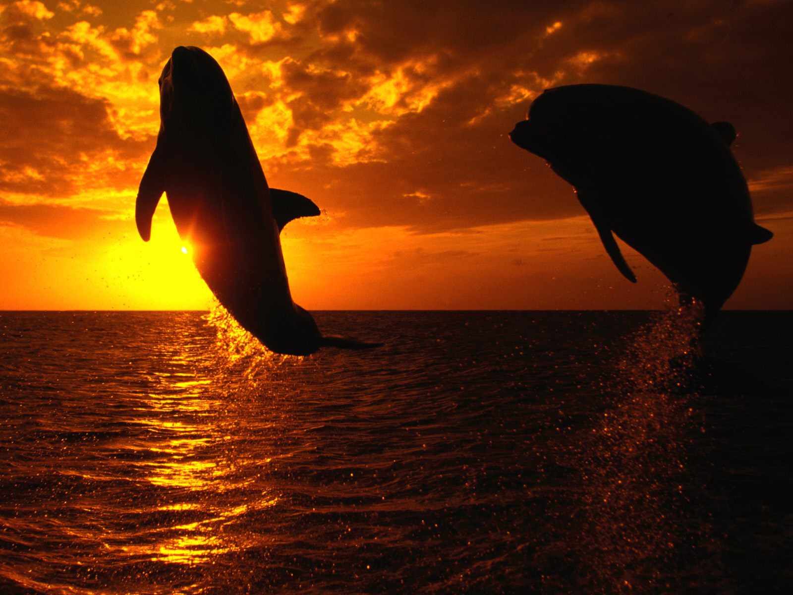 Wallpapers Animals Sealife - Dolphins 2 Dauphins devant un coucher de soleil 