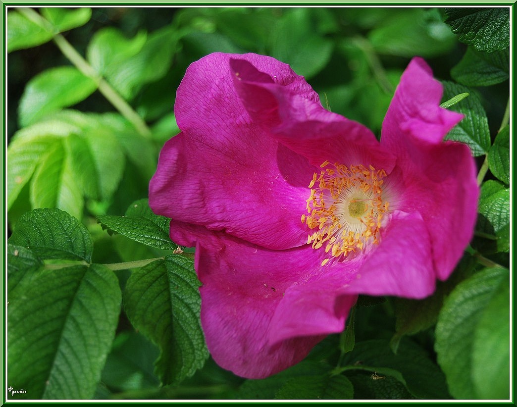 Wallpapers Nature Flowers Rugosa