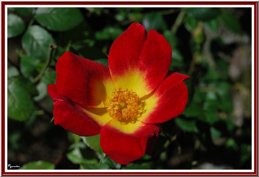 Wallpapers Nature Flowers Rosier rugosa