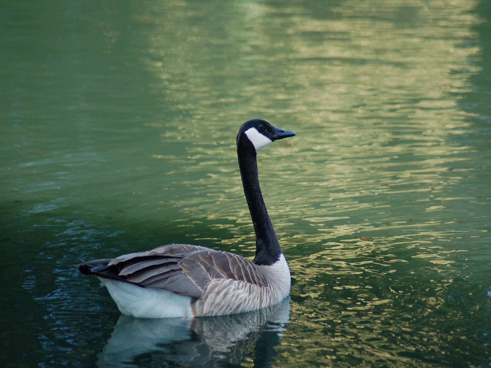 Fonds d'cran Animaux Oiseaux - Canards canard a col vert