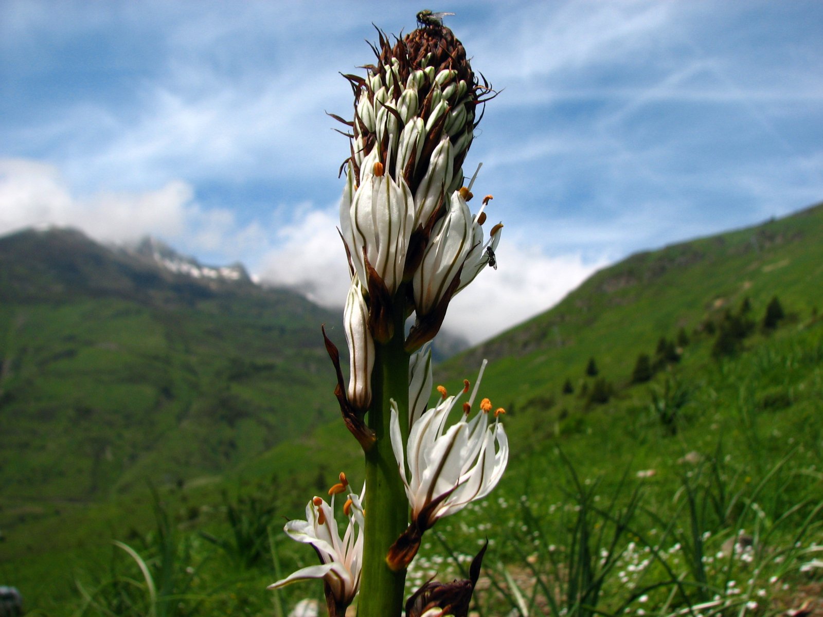 Fonds d'cran Nature Fleurs Asphodele