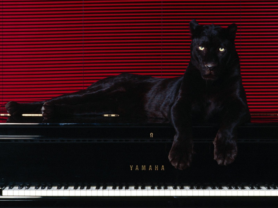 Wallpapers Animals Felines - Black panthers panther on piano