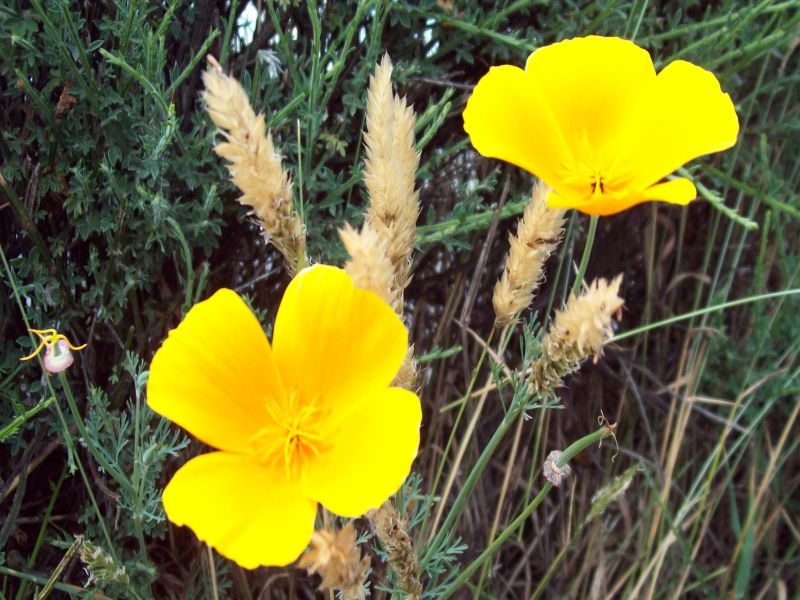 Fonds d'cran Nature Fleurs 