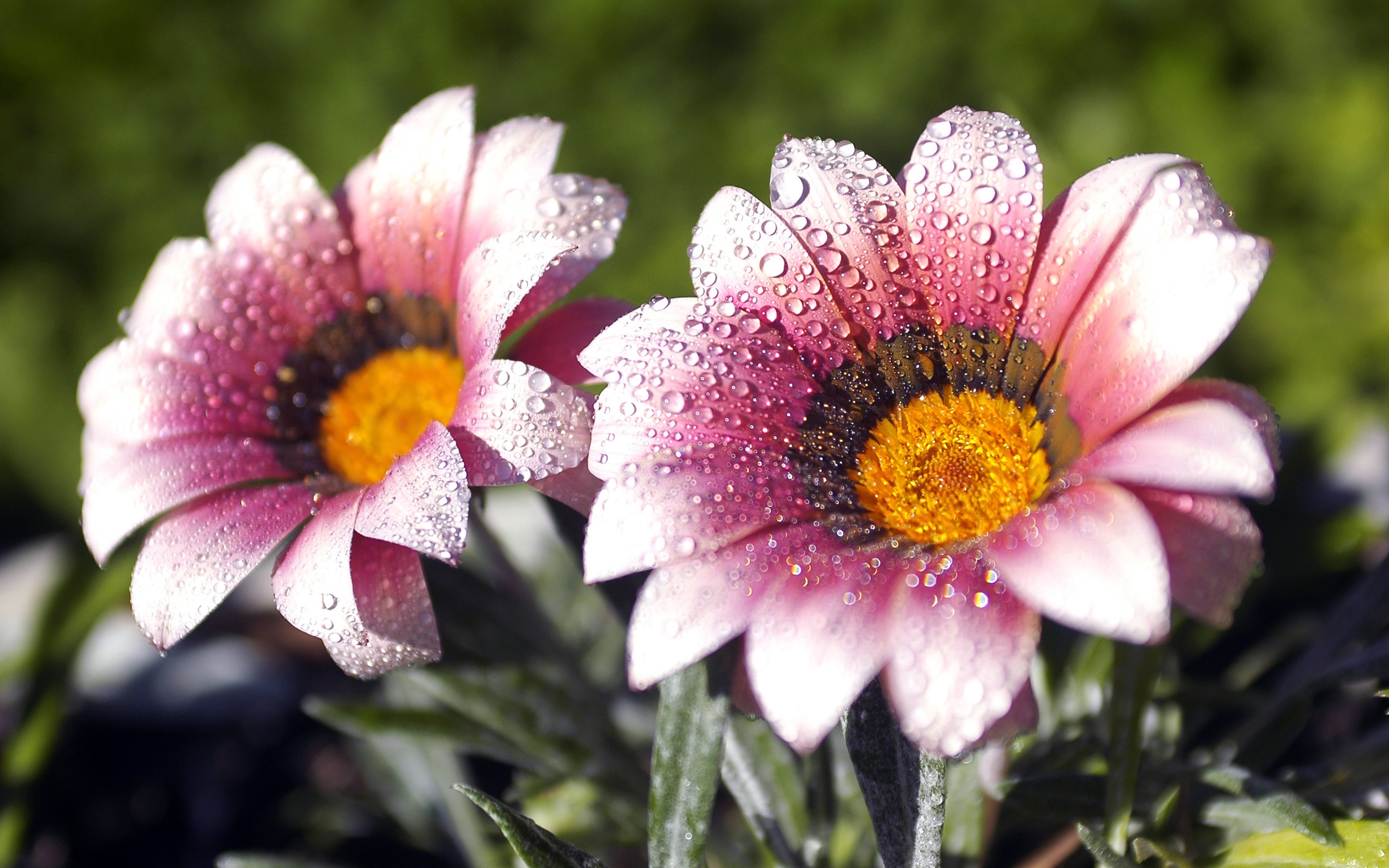 Fonds d'cran Nature Fleurs fleurs