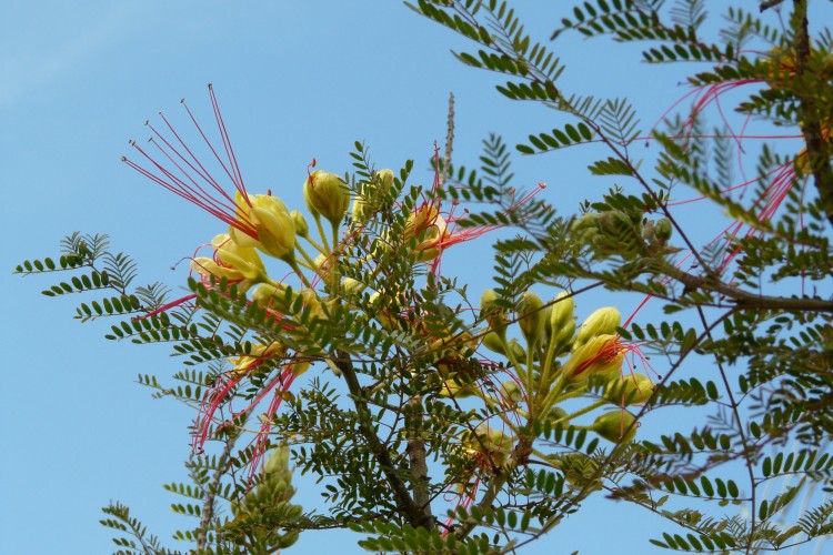 Wallpapers Nature Flowers Fleurs de poinciana