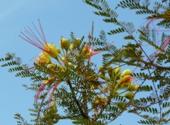 Wallpapers Nature Fleurs de poinciana