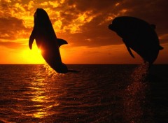 Wallpapers Animals 2 Dauphins devant un coucher de soleil 