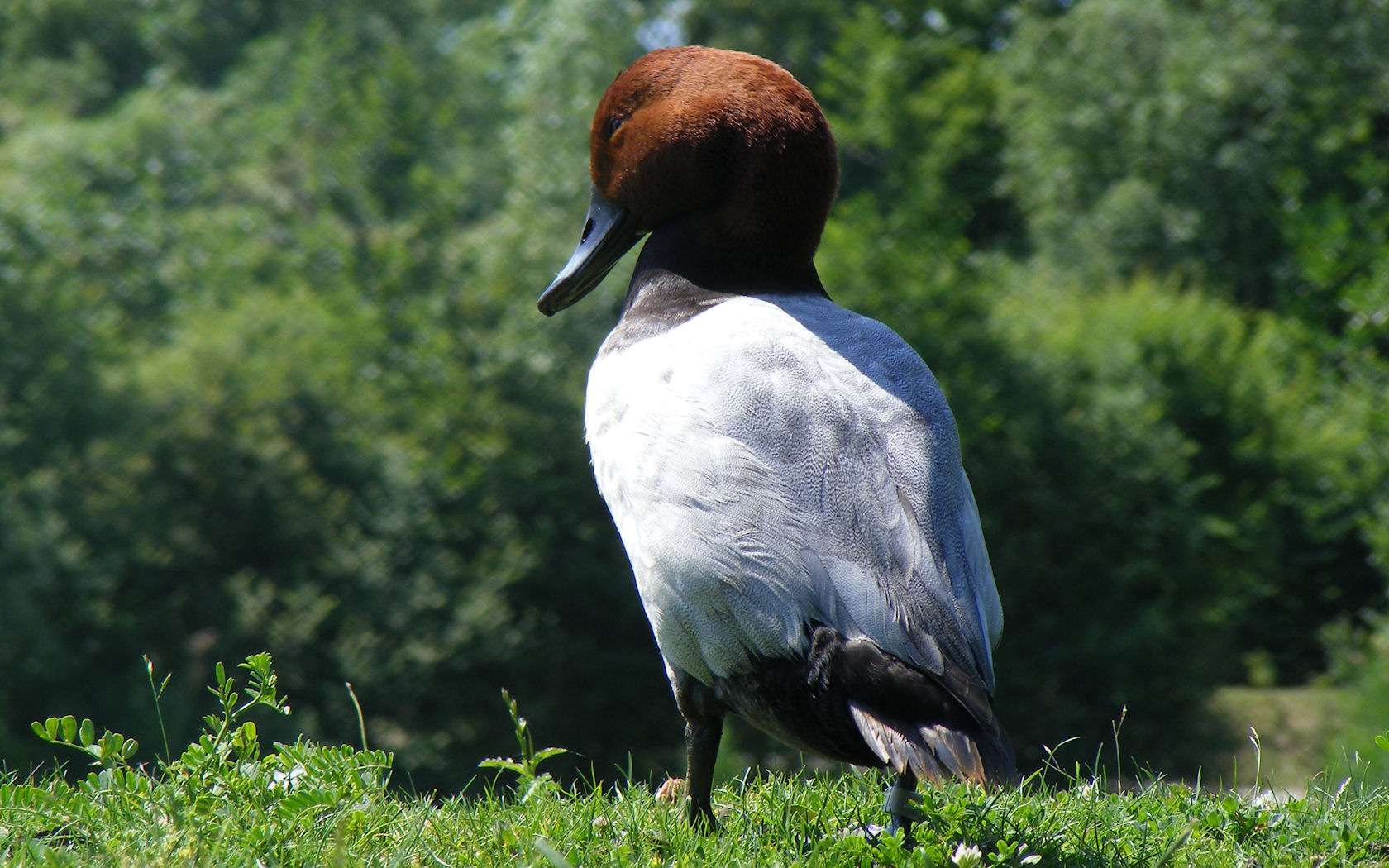 Fonds d'cran Animaux Oiseaux - Canards 