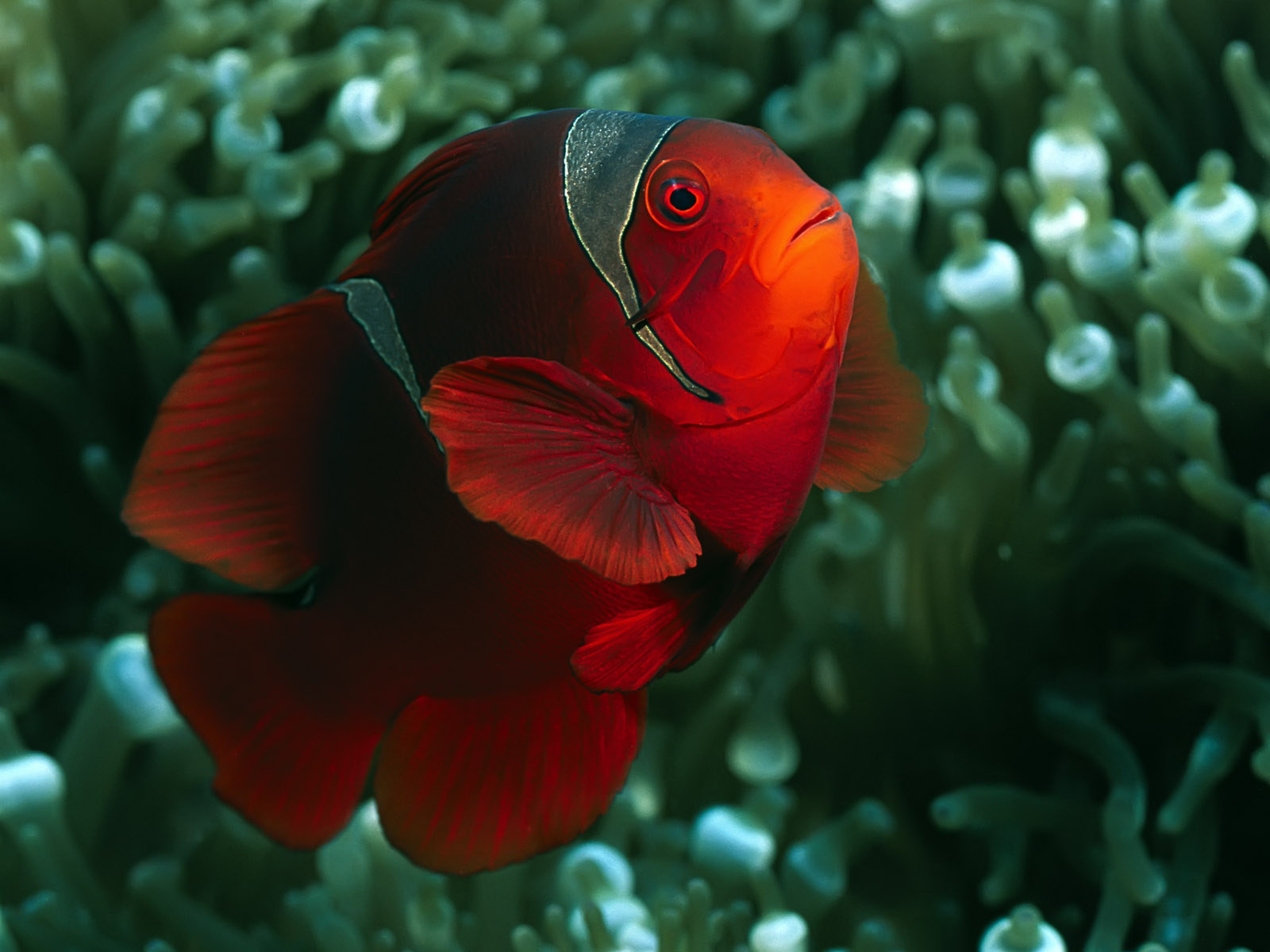 Wallpapers Animals Sealife - Fishes deep blue sea 3