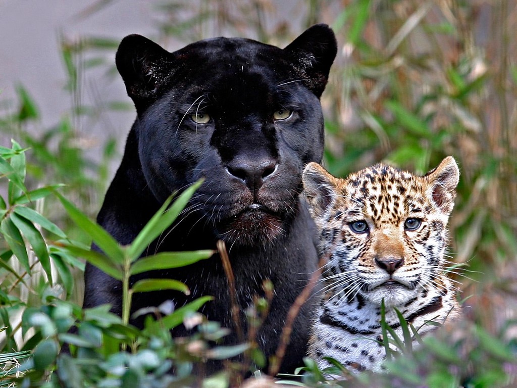 Fonds d'cran Animaux Flins - Panthres noires 