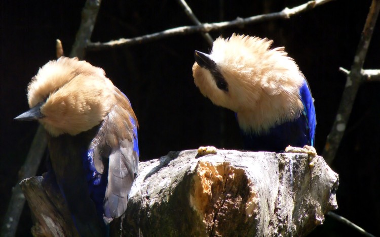 Fonds d'cran Animaux Oiseaux - Divers Martins...