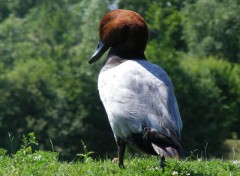 Fonds d'cran Animaux Image sans titre N234850