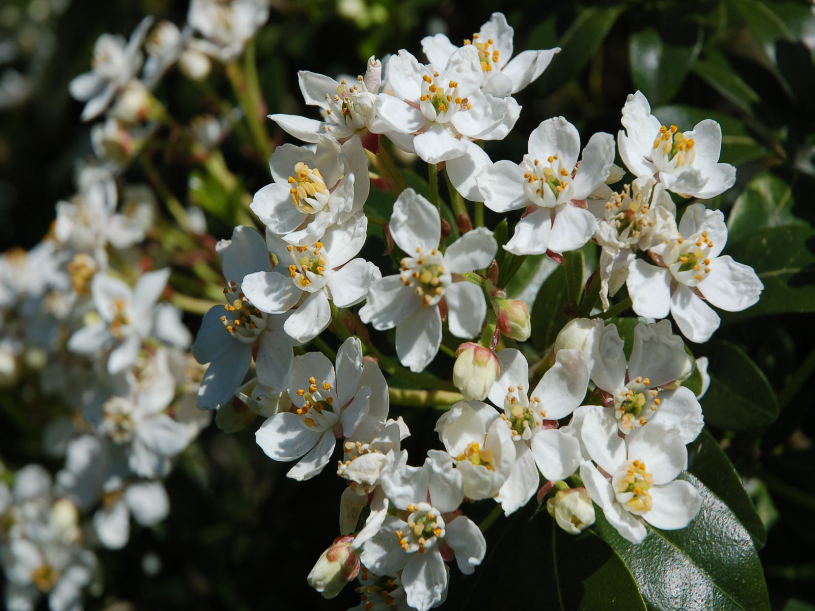 Fonds d'cran Nature Fleurs fleurs blanches